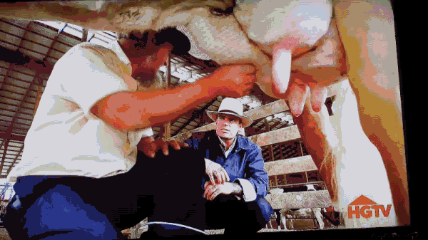 Extracting Milk From Cow GIF