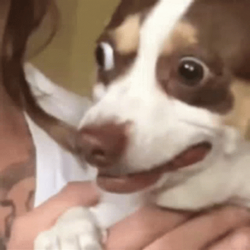 Eyes Popping Out Dog Startled GIF