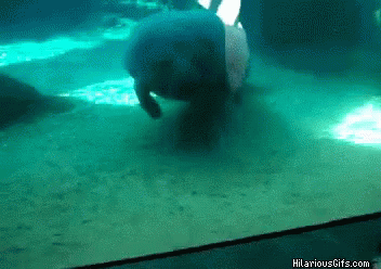 Face Flat On The Glass Manatee GIF