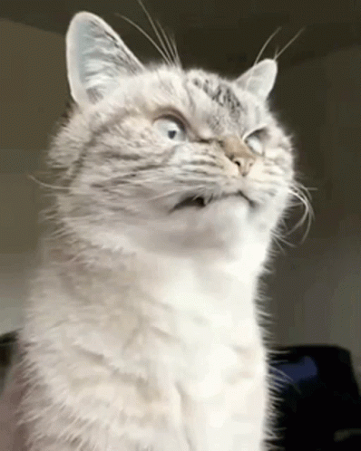 Face Of Pissed Off Cat GIF