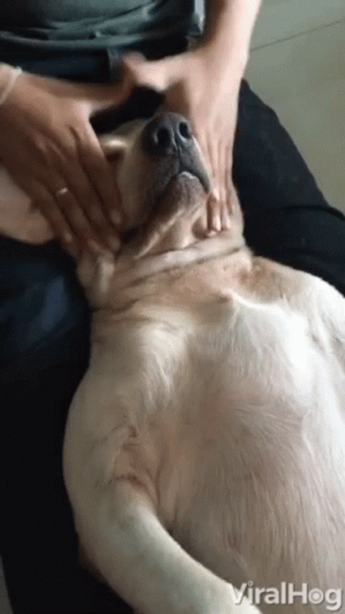 Facial Massaging Dog Cute Relaxing GIF