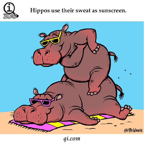 Facts About Hippos GIF
