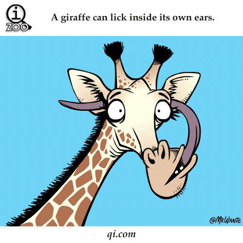 Facts Trivia About Giraffe GIF 
