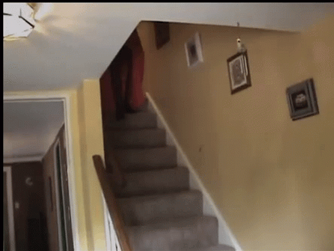 Fail Guy Costume Introduction Falling Down Stairs GIF