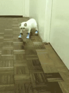 Fail Walk Cat Shoes GIF