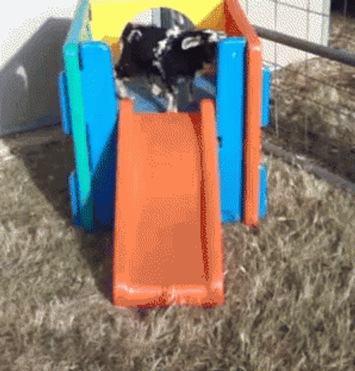 Fainting Goat GIF