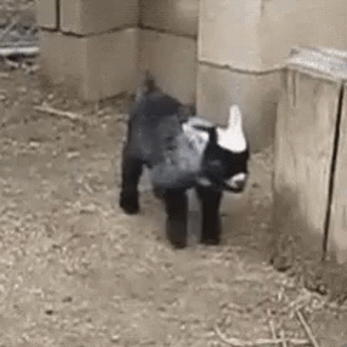 Fainting Goat GIF