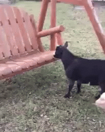 Fainting Goat 206 X 258 Gif GIF