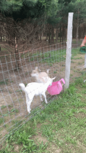 Fainting Goat 280 X 498 Gif GIF