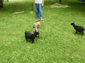 Fainting Goat 288 X 216 Gif GIF
