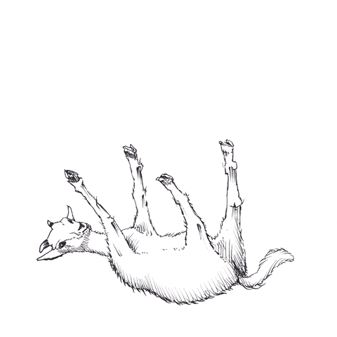 Fainting Goat 480 X 480 Gif GIF