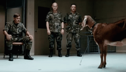 Fainting Goat 498 X 286 Gif GIF