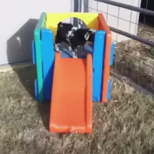 Fainting Goat 498 X 498 Gif GIF