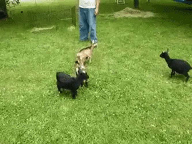 Fainting Goat GIF