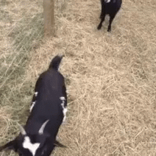 Fainting Goat GIF