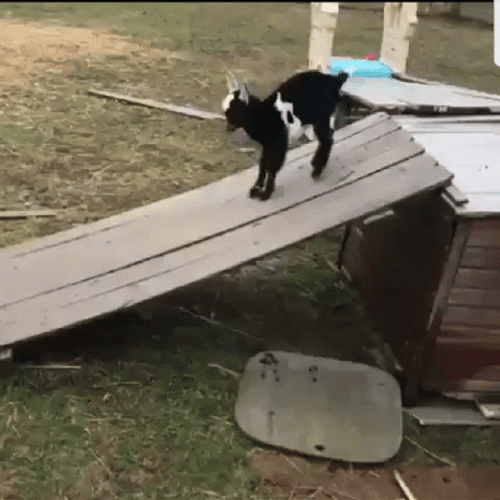 Fainting Goat GIF