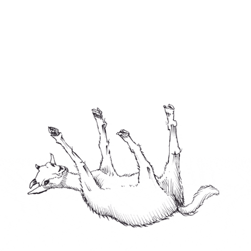 Fainting Goat GIF