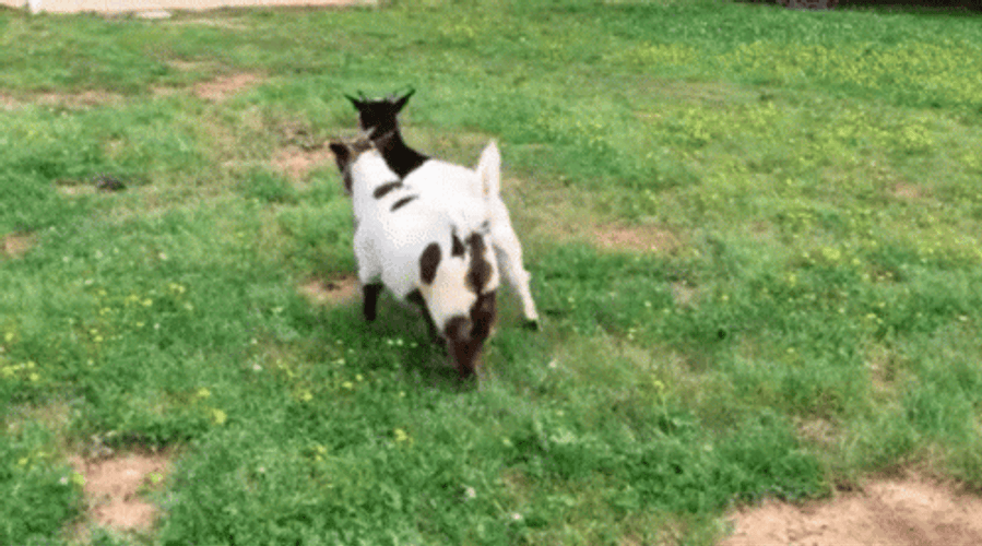 Fainting Goat GIF