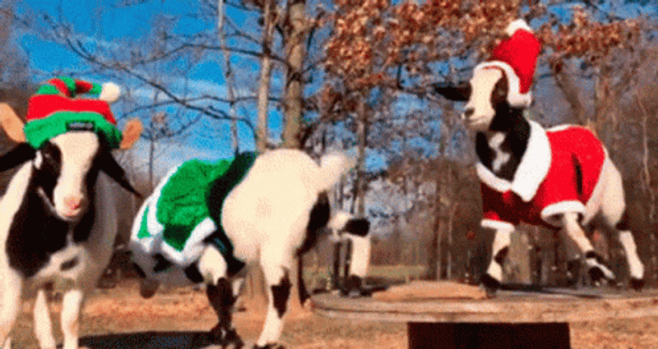 Fainting Goat GIF