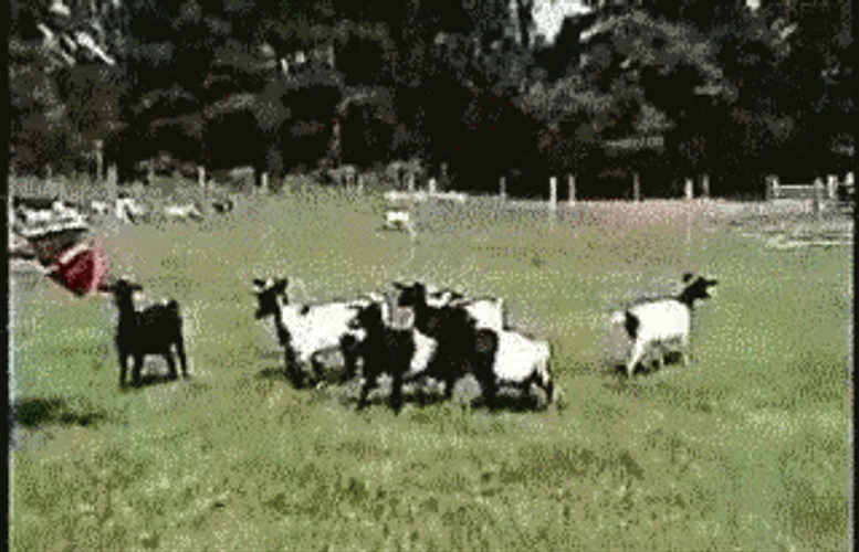 Fainting Goat GIF