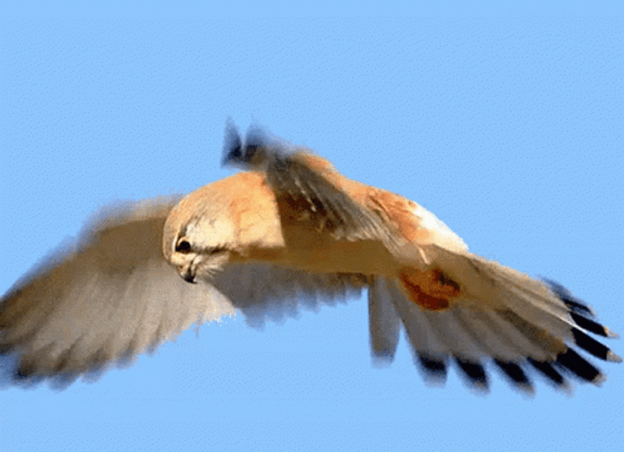 Falcon Bird Flying GIF