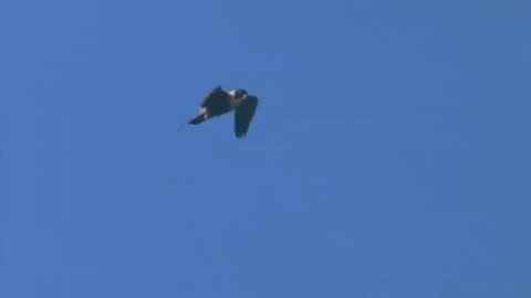 Falcon Flying In The Sky GIF