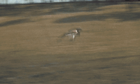 Falcon Flying So Fast GIF