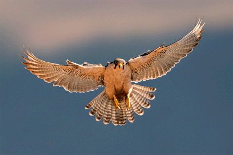 Falcon Spread The Wings GIF