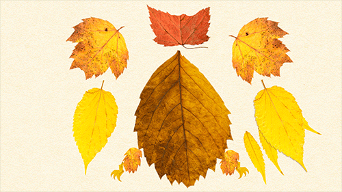 Fall Leaf Arrange Turns To Bird GIF