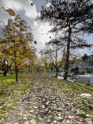 Fall Leaf Floats Around GIF