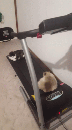 Falling Cat On A Treadmill GIF