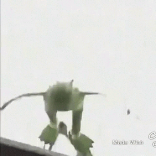 Falling From Rooftop Kermit The Frog GIF