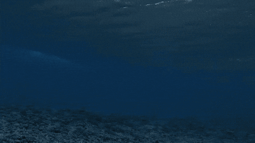 Falling Into The Ocean GIF
