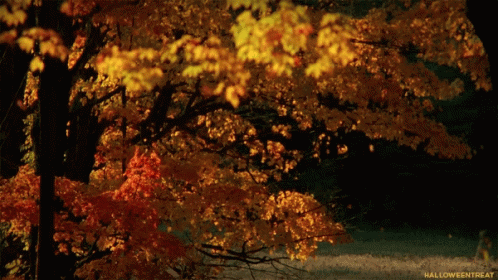 Falling Leaves Mid Autumn GIF