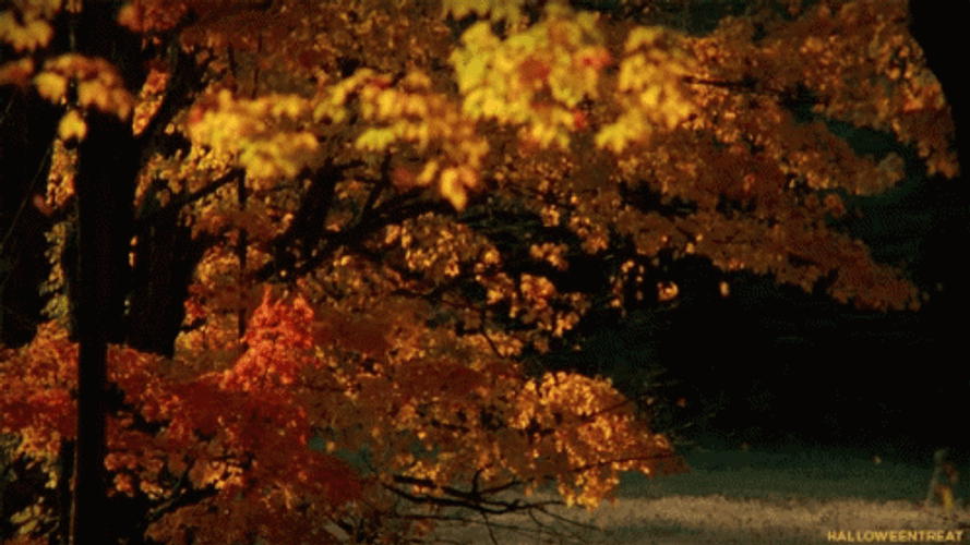 Falling Leaves Mid Autumn GIF GIFDB Falling Leaves Mid Autumn GIF GIFDB
