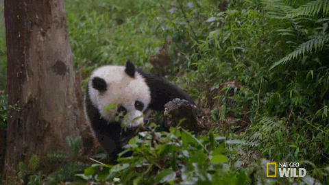 Falling Panda Rolling Trees GIF