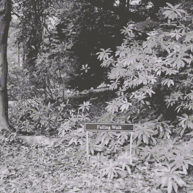 Falling Woman In Forest GIF