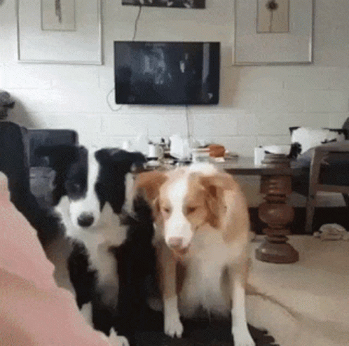 Family Dogs Hugging With Baby Doll GIF