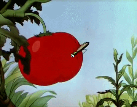 Family Of Insects Eating Tomato GIF