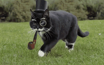 Fancy Cat Smoking Pipe Gif GIF