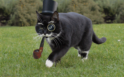 Fancy Cat Walking Fashionably GIF