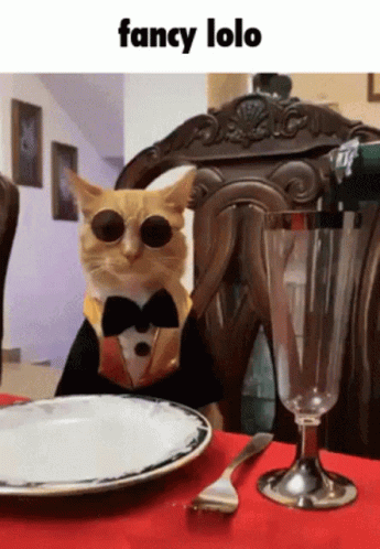 Fancy Cat Enjoys Champagne GIF