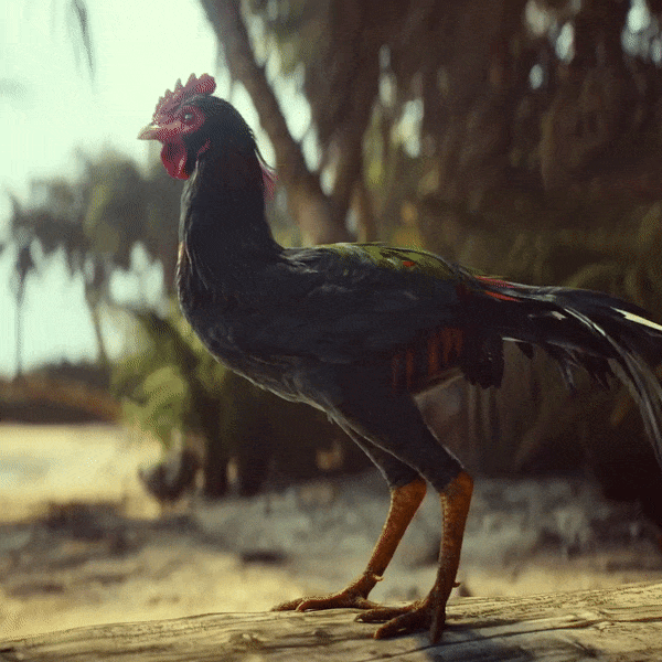 Far Cry 5 Caught Rooster GIF