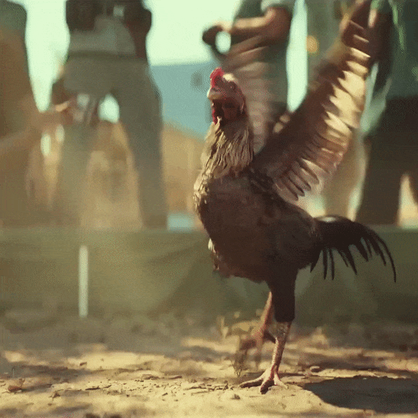 Far Cry 5 Flapping Rooster GIF