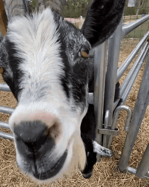 goat licking gif
