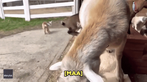 Farm White Goat Animal GIF