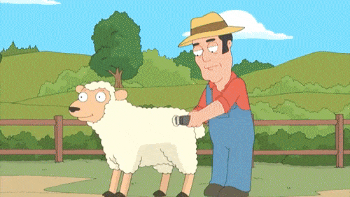 Farmer Shaving Lamb Wool GIF