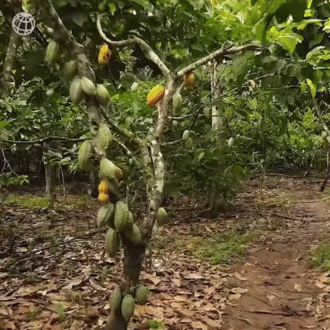 Farmers In Ghana Gathering Cocoa GIF