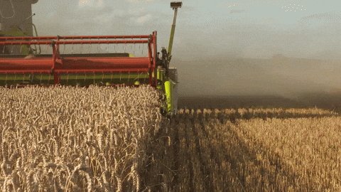 Farming Combine Crop Harvest GIF