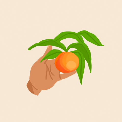 Farming Harvesting Oranges GIF